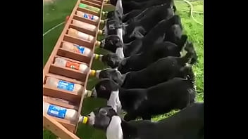 نيك اكس اكس