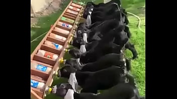 نيك اكس اكس