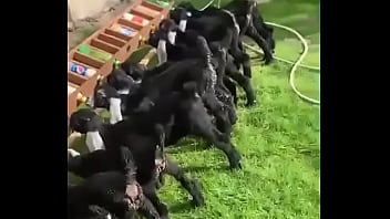 نيك اكس اكس