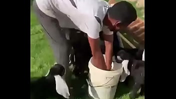 نيك اكس اكس