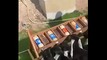 نيك اكس اكس