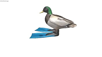 Pato girando con música de geometry dash de fondo