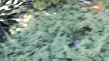 White exhibition is gets busted at balboa park playing