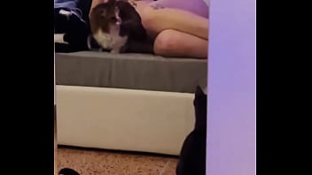 How many pussy can you see in the video