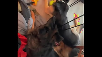 Sidekicks guarding mom while home