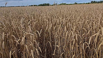 Cheating on her husband with a photographer