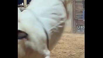 My step son first time riding a bull and going for round 2