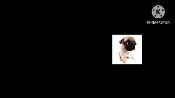 Cachorro foda com uma trilha sonora pika