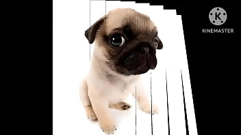 Cachorro foda com uma trilha sonora pika