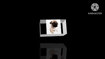 Cachorro foda com uma trilha sonora pika