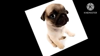 Cachorro foda com uma trilha sonora pika