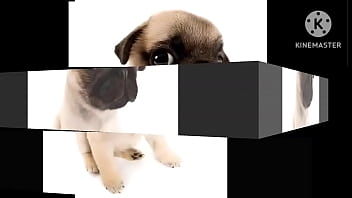 Cachorro foda com uma trilha sonora pika