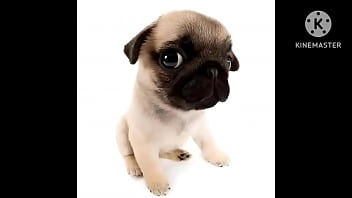 Cachorro foda com uma trilha sonora pika