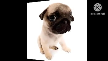 Cachorro foda com uma trilha sonora pika