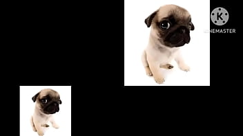 Cachorro foda com uma trilha sonora pika