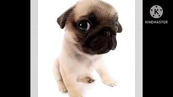 Cachorro foda com uma trilha sonora pika