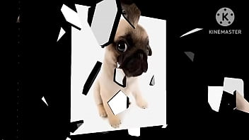 Cachorro foda com uma trilha sonora pika