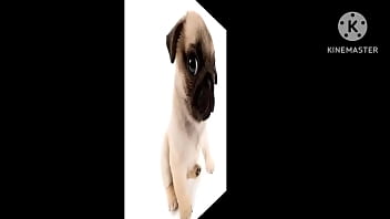 Cachorro foda com uma trilha sonora pika