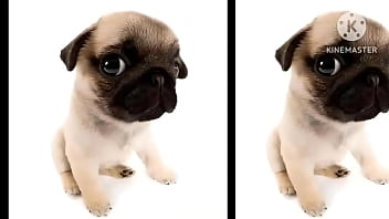 Cachorro foda com uma trilha sonora pika