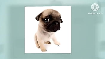 Cachorro foda com uma trilha sonora pika