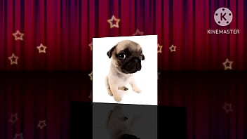 Cachorro foda com uma trilha sonora pika