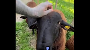 Sweet little sheep on the way while running in merion wool ️what’s the cutest animal you’ve encounte Sweet little sheep on the way while running in merion wool ️what’s the cutest animal you’ve encounte