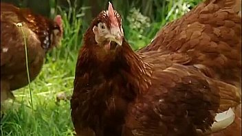 Hot asian taking big cocks