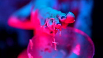 Sexy feet crushing cup noodles