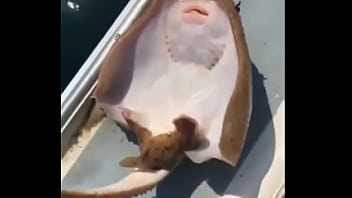 A raia mais feliz do mundo