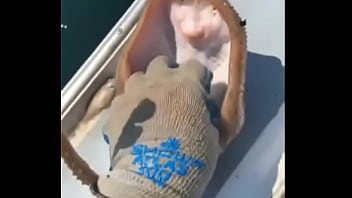 A raia mais feliz do mundo