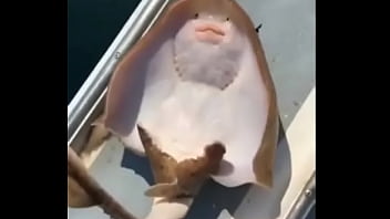 A raia mais feliz do mundo