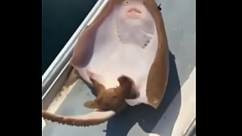 A raia mais feliz do mundo