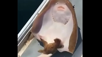 A raia mais feliz do mundo