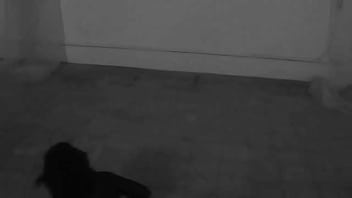 Gardenias '87 josé madero