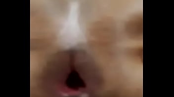 Corno eua tomando chifre de uma coroa capixaba gulosa