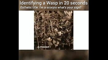 Identifying a wasp in 20 seconds