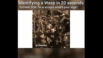 Identifying a wasp in 20 seconds