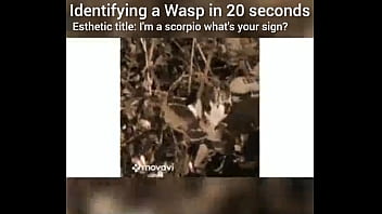 Identifying a wasp in 20 seconds