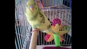 Identifying a wasp in 20 seconds