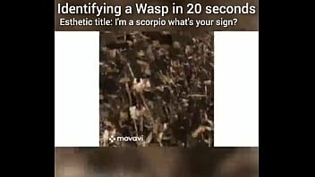 Identifying a wasp in 20 seconds