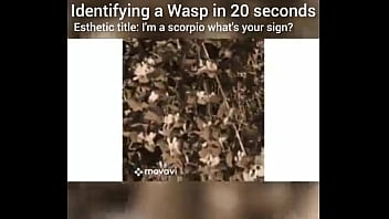 Identifying a wasp in 20 seconds