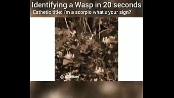 Identifying a wasp in 20 seconds