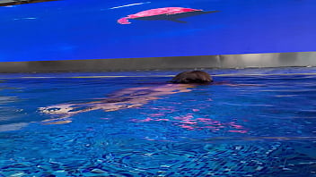 Monika fox in purple bikini swims in pool & poses by window against background of city free