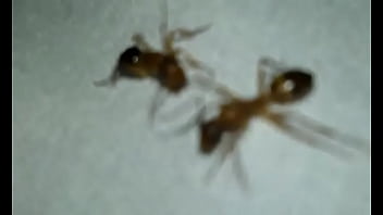 Formigas transando