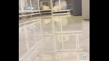 Gatos para dejar el porno