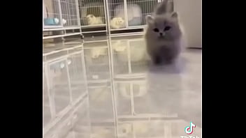 Gatos para dejar el porno