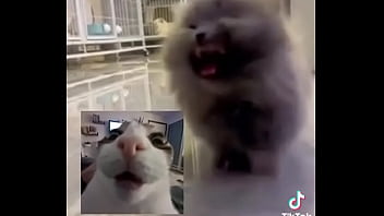 Gatos para dejar el porno