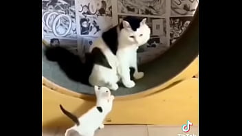 Gatos Para Dejar El Porno thumbnail