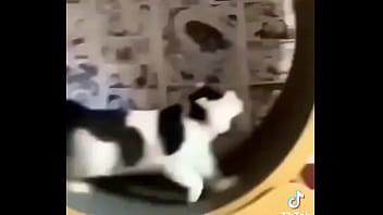 Gatos para dejar el porno