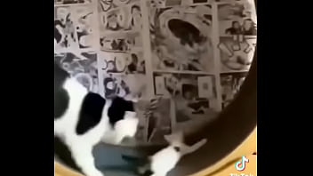 Gatos Para Dejar El Porno thumbnail